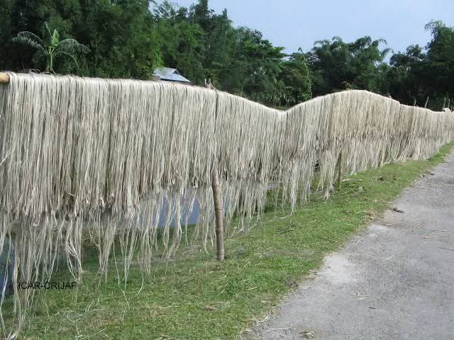 Past and present of the jute industry in West Bengal