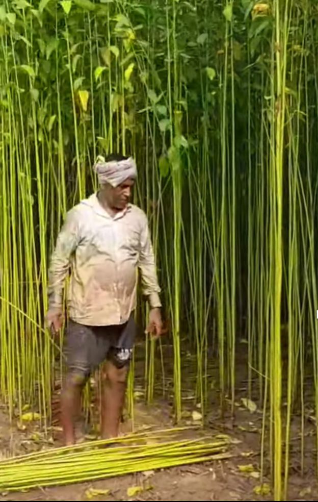 Past and present of the jute industry in West Bengal