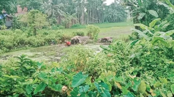 Past and present of the jute industry in West Bengal