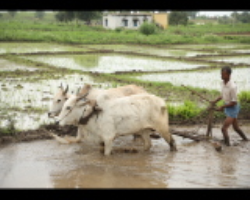 Galo Tribe Culture in India
