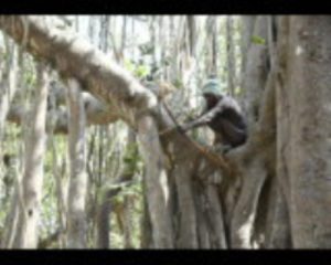 Sentinelese Tribe in India