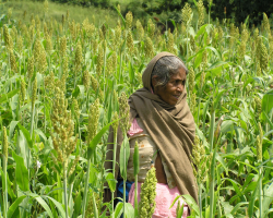 Dimasa Tribe Culture in India