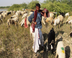 Abujh Marias Tribe Culture in India