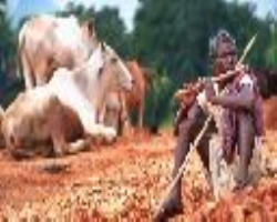 Agariya Tribe Culture in India