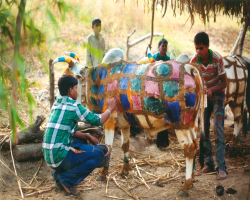Sustainable Living Lessons from Tribes in India