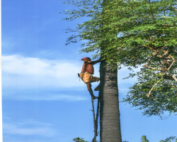 Wancho Tribe Culture in India