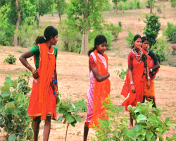 The Gaddi Tribe of India