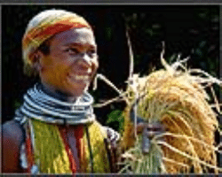 Sippi Tribe Culture in India