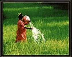 Mon Tribe Culture in India