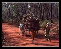 Swangla Tribe Culture in India