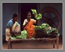 Pangwala Tribe Culture in India