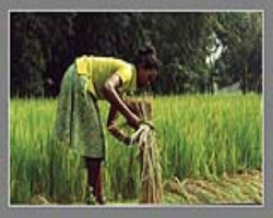 Khas Tribe Culture in India