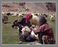 Lahaulas Tribe Culture in India