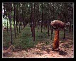 Lahaulas Tribe Culture in India