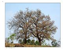 Naikda Tribe Culture in India