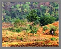 Bamcha Tribe Culture in India 