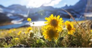 Indigenous Foraging and Wild Plant Medicine Guides