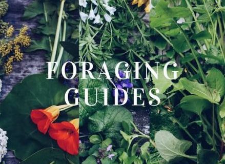 Indigenous Foraging and Wild Plant Medicine Guides