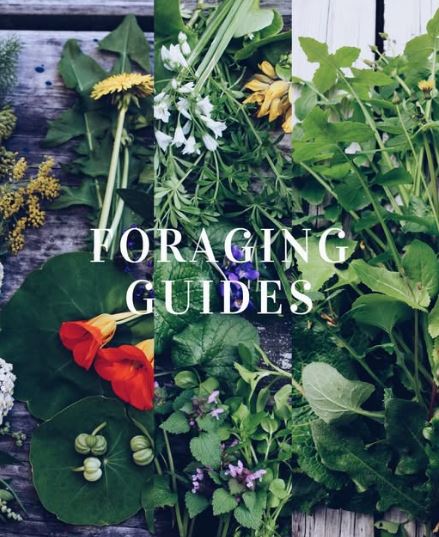 Indigenous Foraging and Wild Plant Medicine Guides
