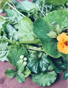 Indigenous Foraging and Wild Plant Medicine Guides