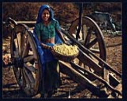 Indigenous food sovereignty and three sisters farming