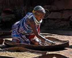 Indigenous food sovereignty and three sisters farming