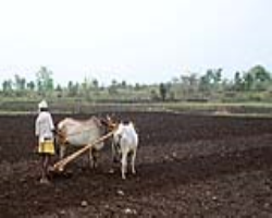 Indigenous food sovereignty and three sisters farming