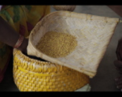 Indian Tribal farming industry insider analysis