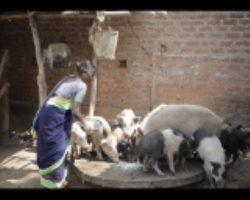 Indian Tribal farming industry insider analysis