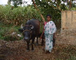 Goudu Tribe