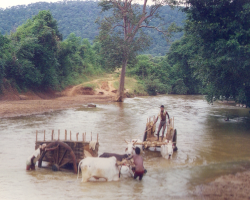 Goudu Tribe