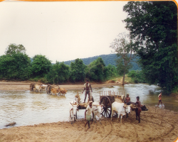 Goudu Tribe