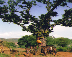 Goudu Tribe