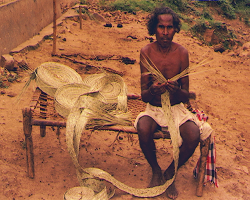 Goudu Tribe