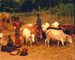 Kolawar Tribe