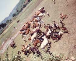 Kolawar Tribe