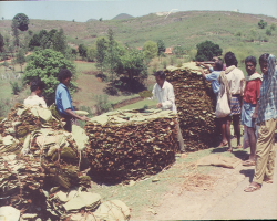 Holva Tribe in India