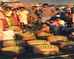 Dulia Tribe in India