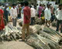 KONDA KAPU TRIBE