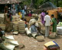 Kuvi Tribe