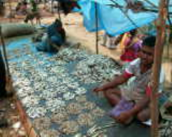 Kuttiya Kondh Tribe