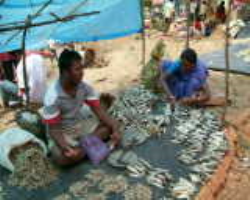 Kuttiya Kondh Tribe