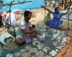Kuttiya Kondh Tribe
