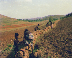 Kuttiya Kondh Tribe
