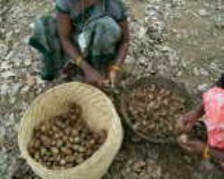 Dongria Kondh Tribe