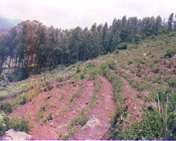 Mali Tribe Culture in India