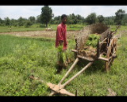 Sonjhari Jhareka Tribe