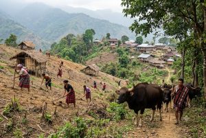 Thadou Tribe